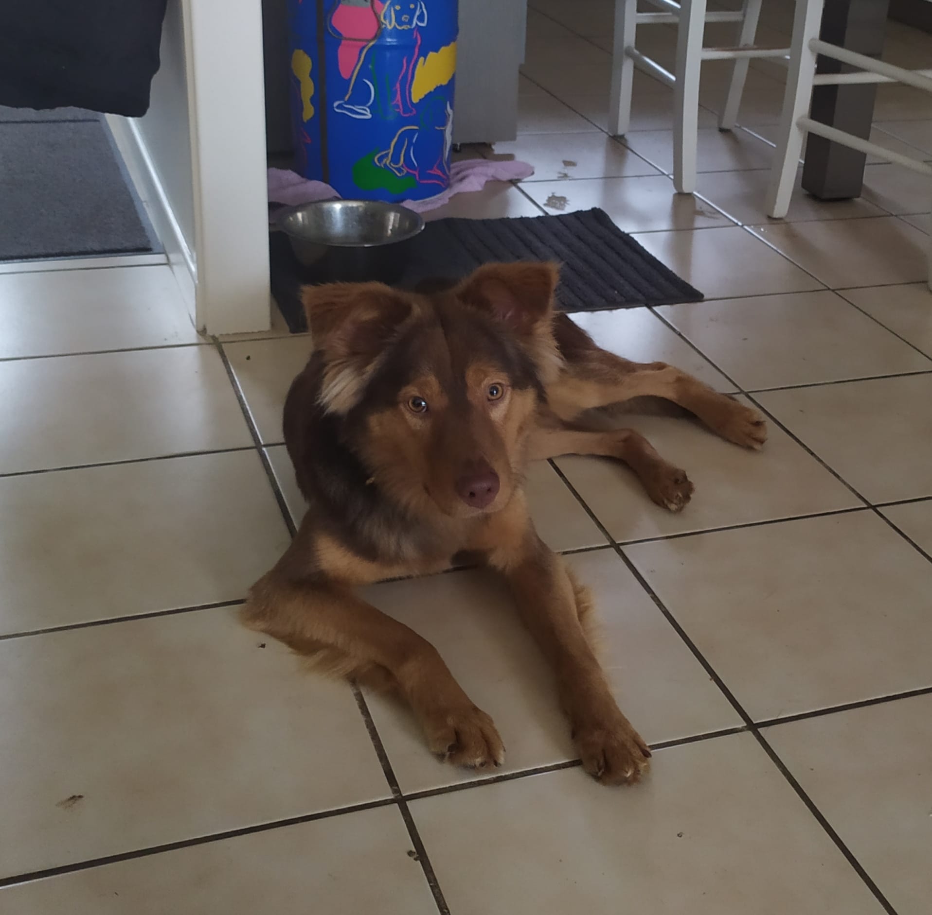 Chiens à adopter